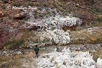 Ice from water main break, North Kaibab Trail, Grand Canyon National Park, AZ