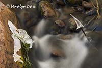 Cascades and ice, Bright Angel Creek, North Kaibab Trail, Grand Canyon National Park, AZ