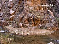 'Palm tree' at confluence of Phantom Creek and Bright Angel Creek, North Kaibab Trail, Grand Canyon National Park, AZ