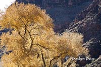 Backlit cottonwood trees, North Kaibab Trail, Grand Canyon National Park, AZ