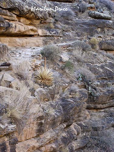 Dead agave along Bright Angel Trail, Grand Canyon National Park, AZ