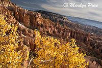 Aspen and hoodoos, On Queen's Garden Trail, Sunset Overlook, Bryce Canyon National Park, UT