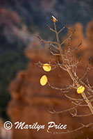 Aspen and hoodoos, On Queen's Garden Trail, Sunset Overlook, Bryce Canyon National Park, UT