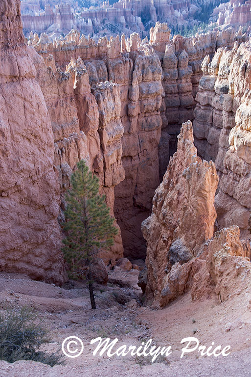 On Queen's Garden Trail, Sunset Overlook, Bryce Canyon National Park, UT