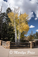 Aspen near Natural Bridge, Bryce Canyon National Park, UT