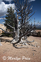 Dead bristlecone pine, Bristlecone Loop Trail, Bryce Canyon National Park, UT