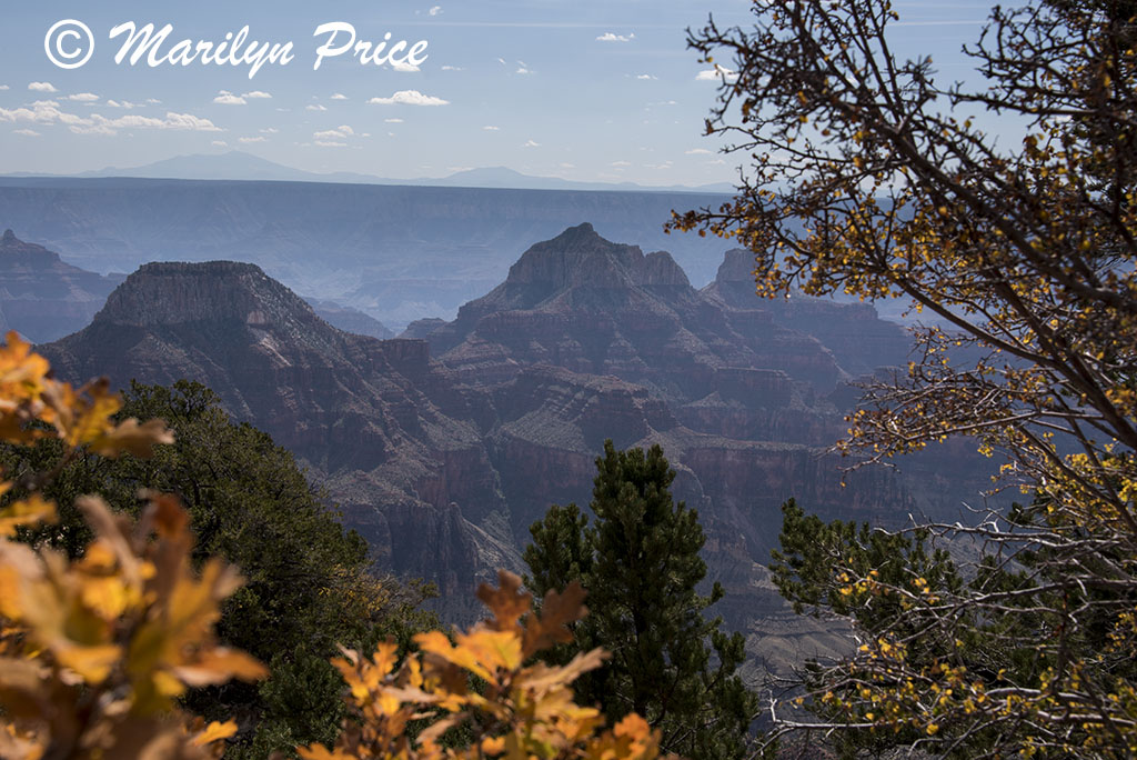 Near the Grand Canyon Lodge, North Rim, Grand Canyon National Park, AZ