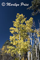 Aspen near Greenland Lake, on Cape Royal road, Grand Canyon National Park, AZ