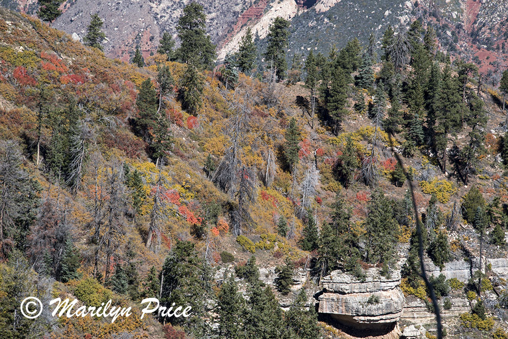Vista Encantada, on Cape Royal road, Grand Canyon National Park, AZ