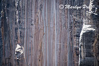 Patterns in the canyon walls, North Kaibab Trail, Grand Canyon National Park, AZ