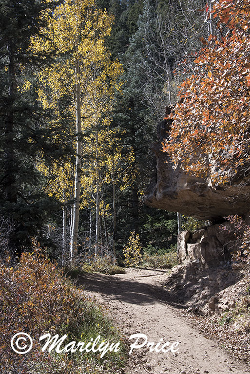 Autumn aspen, North Kaibab Trail, Grand Canyon National Park, AZ