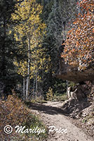 Autumn aspen, North Kaibab Trail, Grand Canyon National Park, AZ