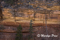 Cliff Springs Trail, Grand Canyon National Park, AZ