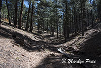 Cliff Springs Trail, Grand Canyon National Park, AZ