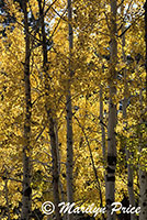 Aspens near the picnic area, Grand Canyon National Park, AZ