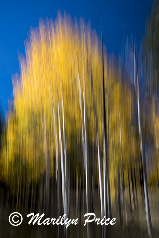 Aspens near the picnic area, Grand Canyon National Park, AZ