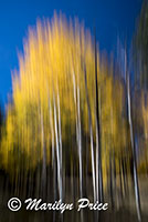 Aspens near the picnic area, Grand Canyon National Park, AZ