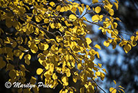 Aspens near the picnic area, Grand Canyon National Park, AZ