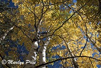 Aspens near the picnic area, Grand Canyon National Park, AZ