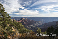 Evening light near the Lodge, Grand Canyon National Park, AZ