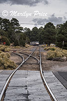 The Grand Canyon train has arrived at the station, Grand Canyon National Park, AZ