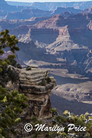 Yaki Point, Grand Canyon National Park, AZ