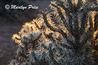 Sunset light through a cholla cactus, Village rim area, Grand Canyon National Park, AZ