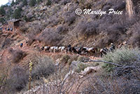 Mule train causes a traffic jam on the Bright Angel Trail, Grand Canyon National Park, AZ