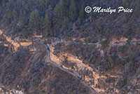 Bright Angel Trail from Trail View Overlook, Grand Canyon National Park, AZ