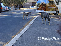 Mule deer cross the road near our room, Grand Canyon National Park, AZ