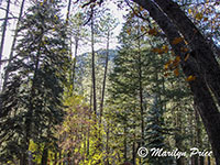 View from the cabin's porch, Oak Creek Canyon, AZ