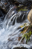 Cascades along Oak Creek, Oak Creek Canyon, AZ