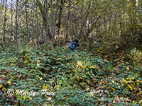 Marilyn picking her way among the rocks and blackberry vines to get closer to the creek, Oak Creek Canyon, AZ