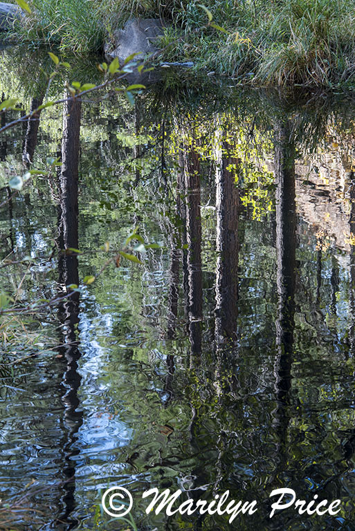 Reflections in Oak Creek, Oak Creek Canyon, AZ