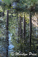 Reflections in Oak Creek, Oak Creek Canyon, AZ