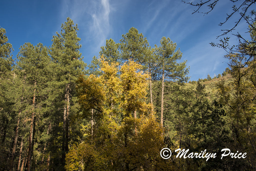 Autumn foliage, Oak Creek Canyon, AZ