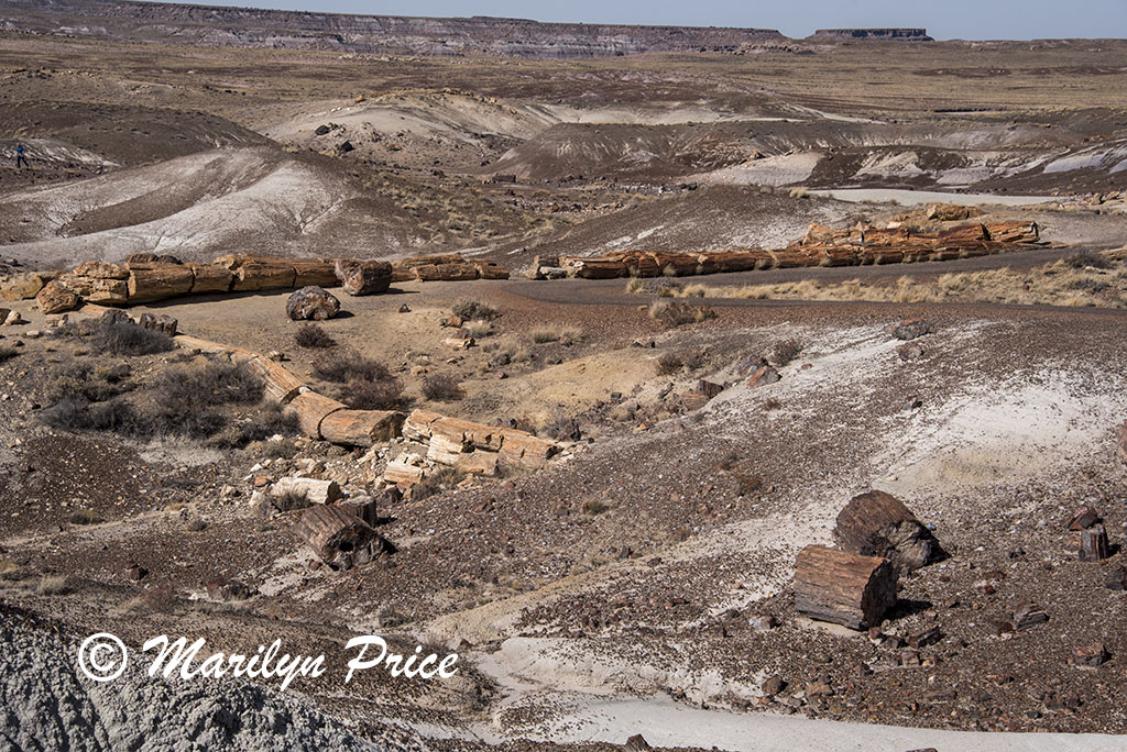 Long logs of petrified wood, Crystal Forest, Petrified Forest National Park, AZ