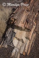 Petrified wood, Crystal Forest, Petrified Forest National Park, AZ