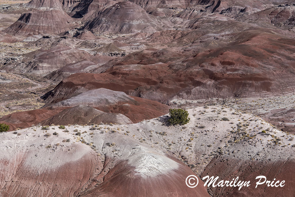 Tawa Point, Painted Desert portion of Petrified Forest National Park, AZ