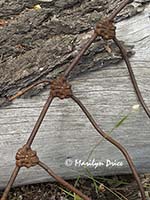 Details of an old iron bedframe, Caribou Ranch Open Space, CO