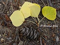 Aspen leaves and pinecone