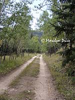 Trail through the aspens, Caribou Ranch Open Space, CO