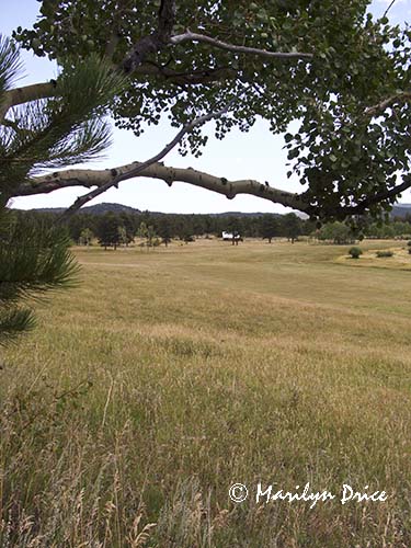 Meadow and old barn, Caribou Ranch Open Space, CO