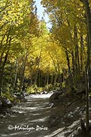 Trail through the autumn aspens, Mills Lake Trail, Rocky Mountain National Park, CO