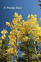 Autumn aspen