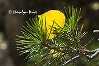 Aspen leaf in the pine needles