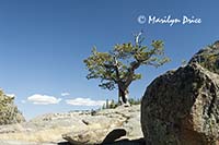 Limber pine seems to grow from bare rock