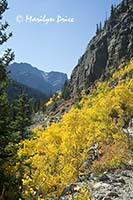 Autumn aspen along Mills Lake Trail, Rocky Mountain National Park, CO