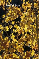 Backlit autumn aspen leaves