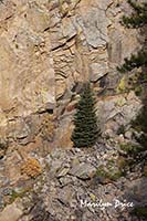 Pine tree and colorful cliffs of Glacier Gorge, Mills Lake Trail, Rocky Mountain National Park, CO